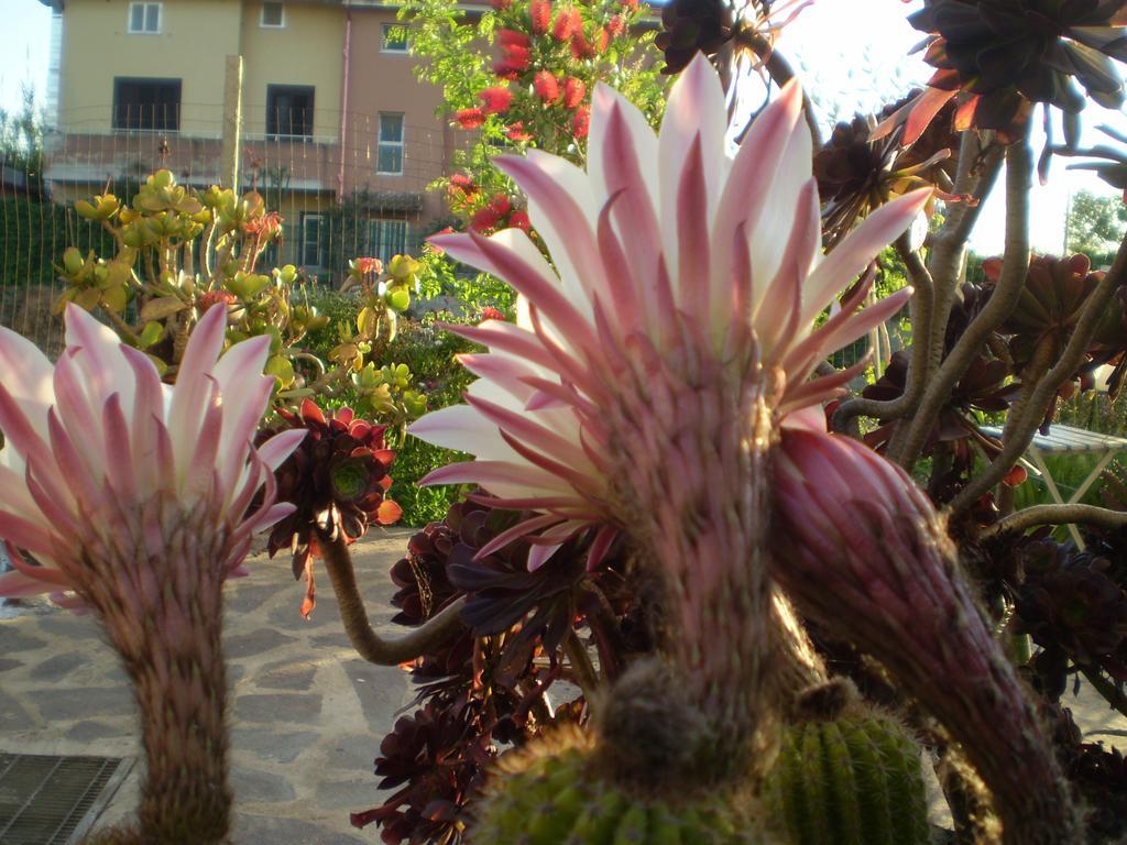 Il Giardino Di Emilio Marrùbiu Exterior foto