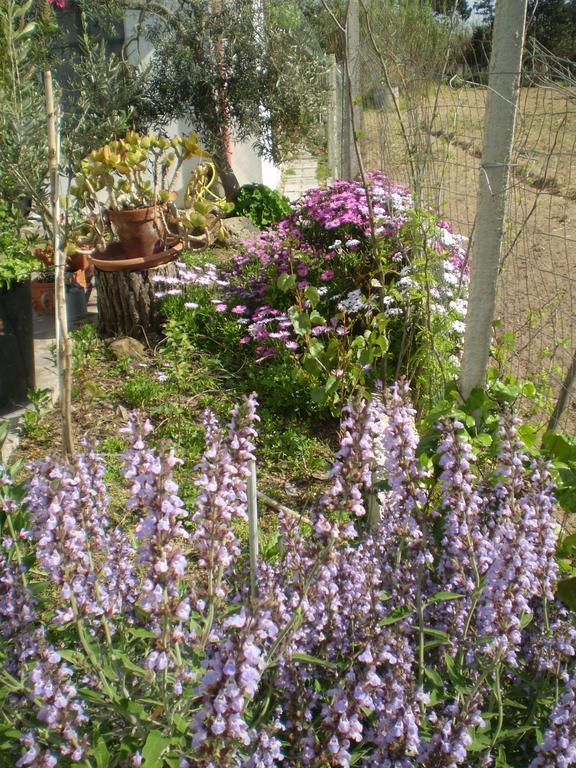 Il Giardino Di Emilio Marrùbiu Quarto foto